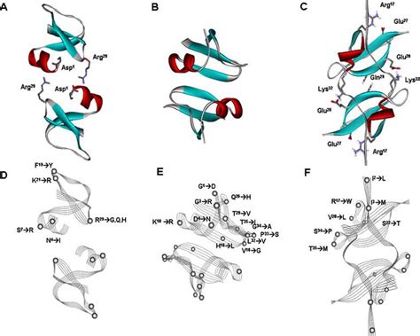 How, When, and Where Do Human β.